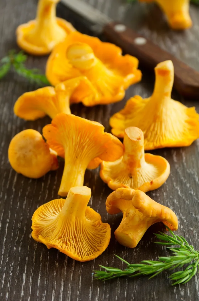 Chanterelles