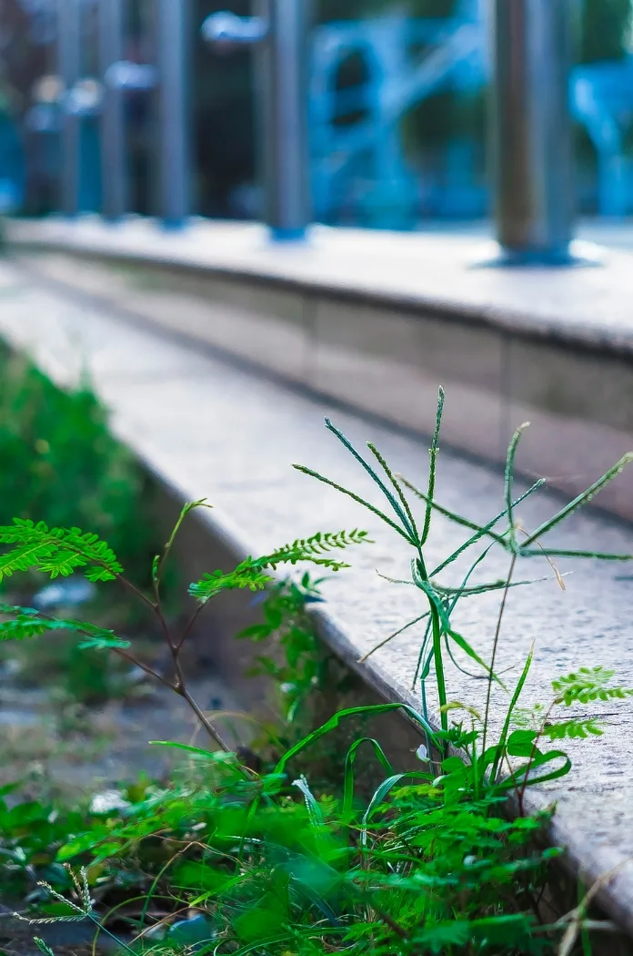 Mauvaises Herbes