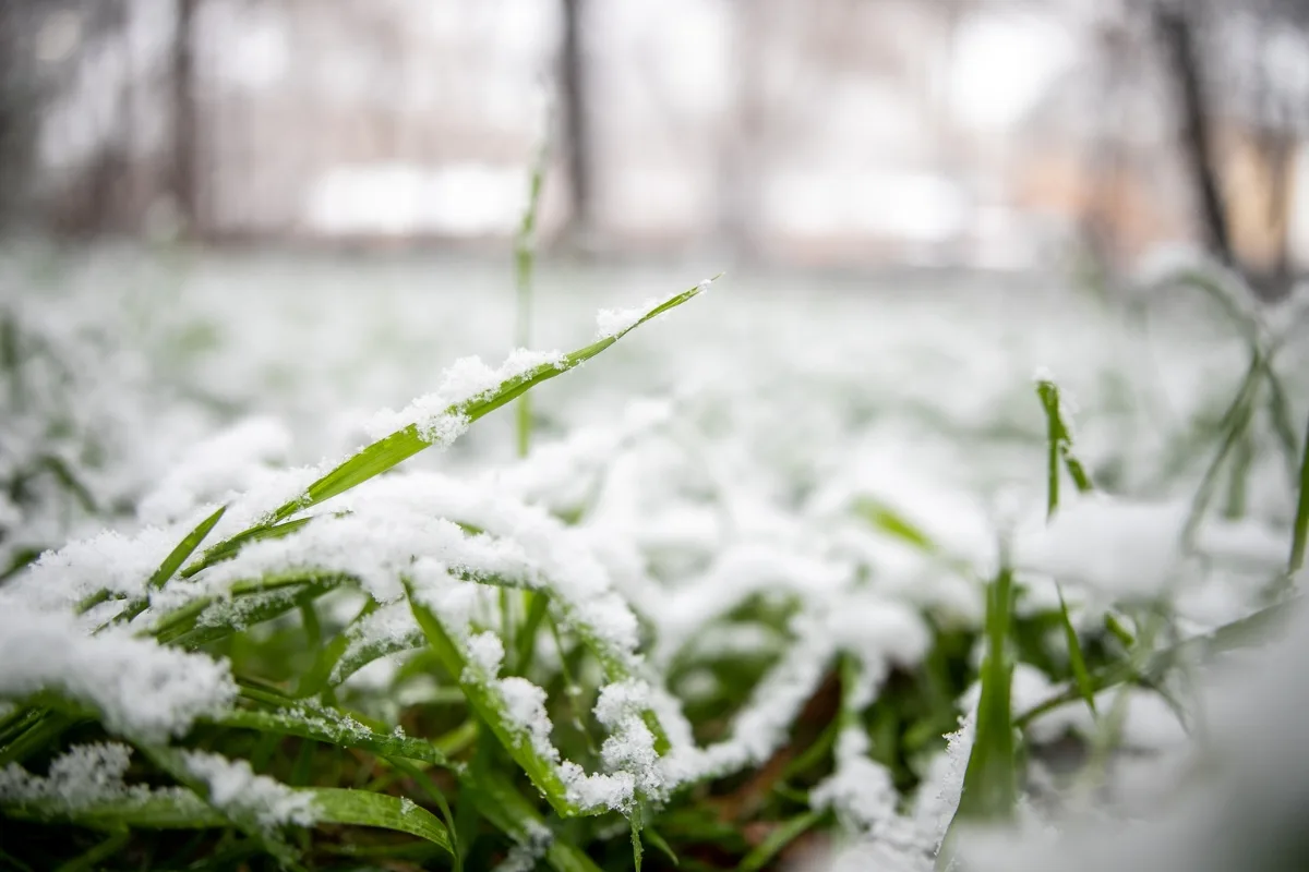 Neige Au Jardin