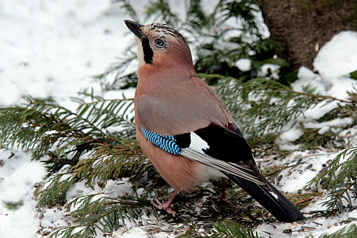 Oiseaux Jardin