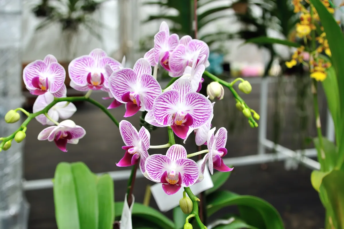 5 Gestes à Adopter Pour Des Orchidées En Pleine Santé Cet Hiver