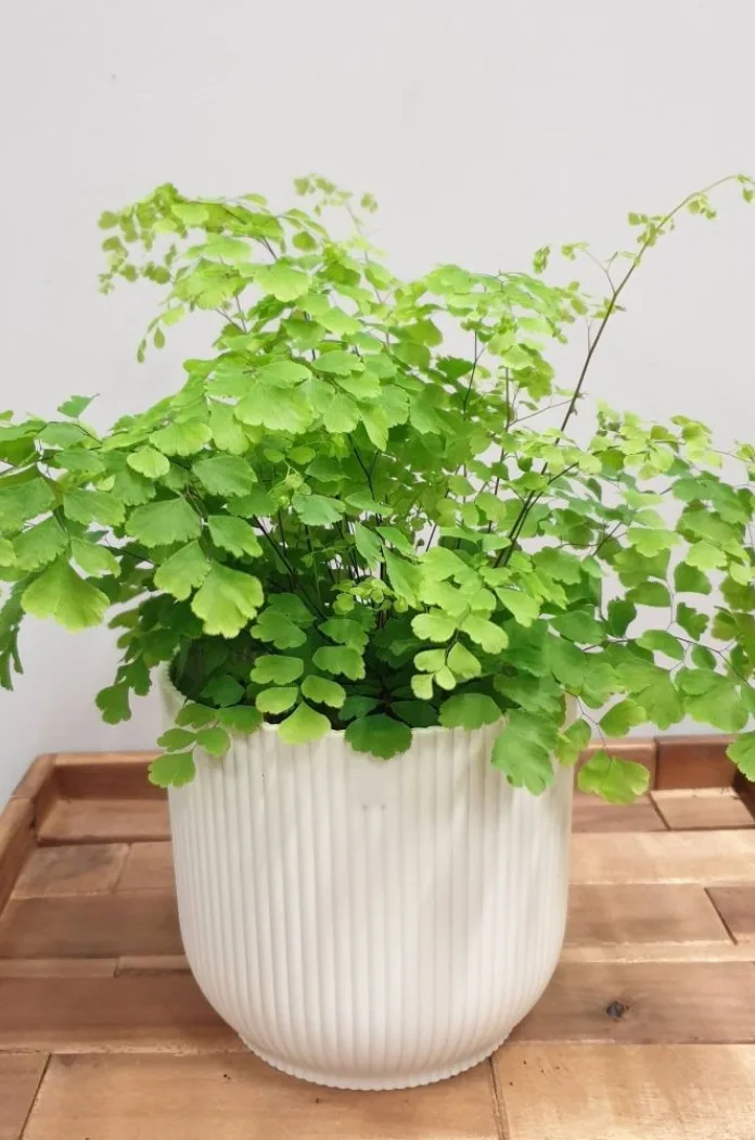 Adiantum Fragrans