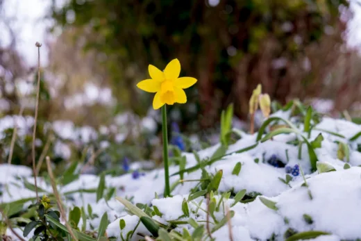 Alerte Neige ! Comment Protéger Son Jardin Durant Cette Chute De Température