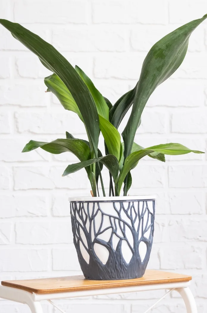 Aspidistra