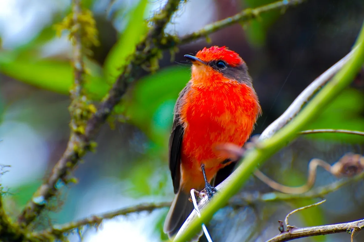 Attirez Les Gobe Mouches Grâce à Ces 4 Astuces Délivrées Par Des Ornithologues !