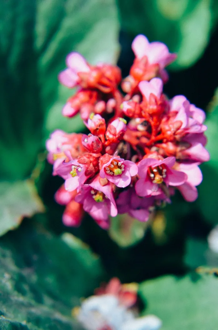 Bergenia Purpurascens