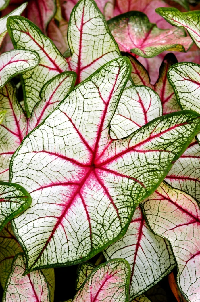 Caladium