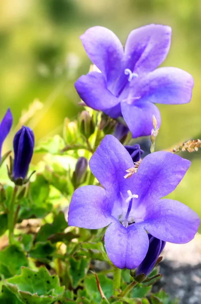 Campanula Portenschlagiana