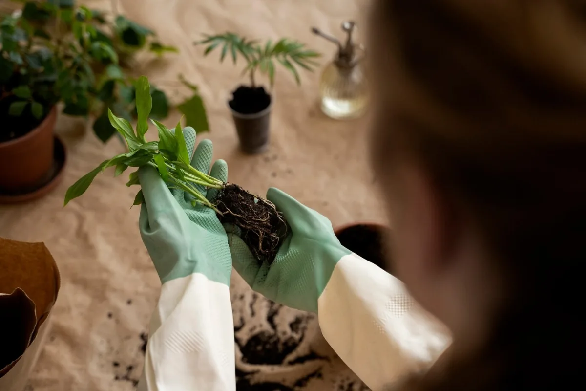 Ces 4 Plantes à Bouturer Avant La Fin Janvier Pour Une Belle Floraison Au Printemps