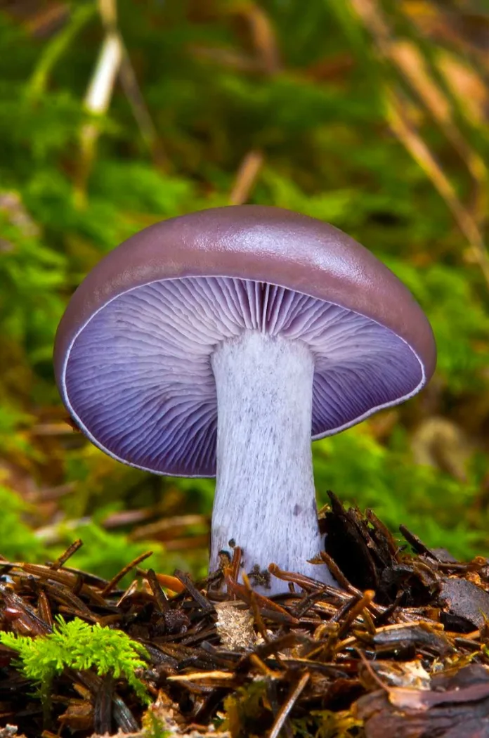 Champignon pied Bleu