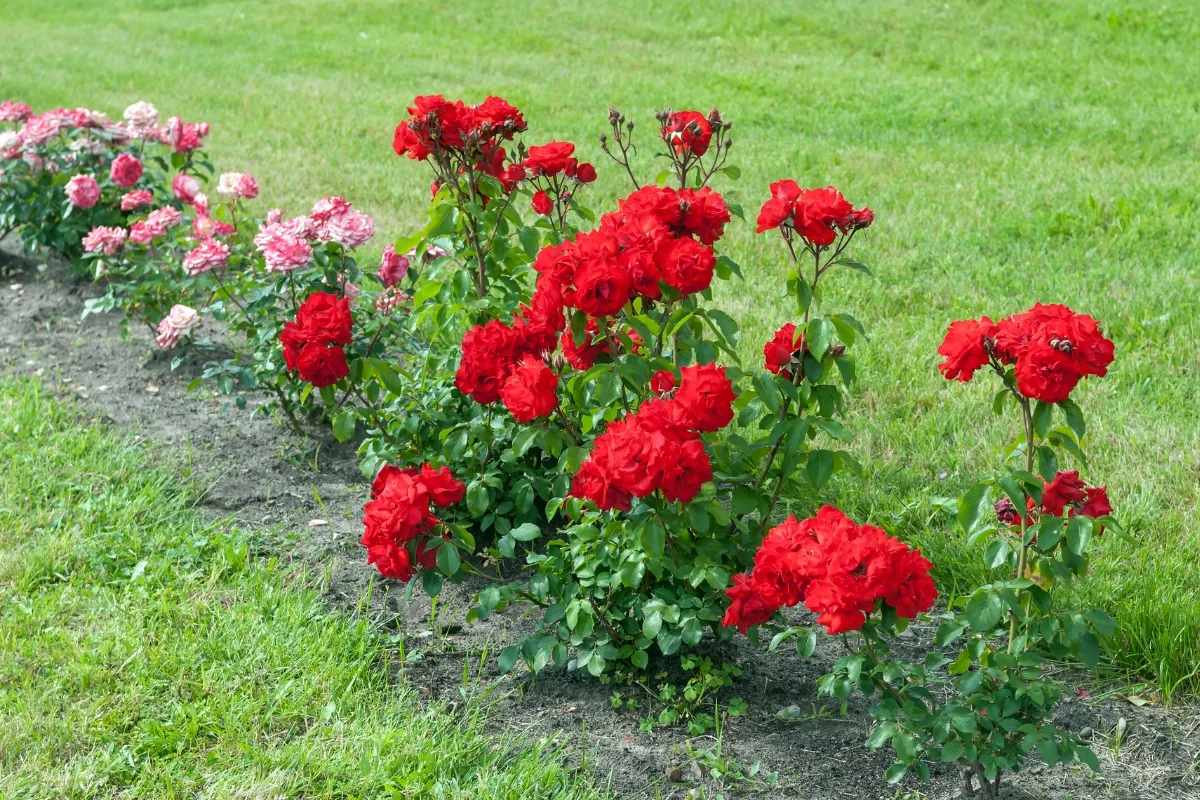 Chouchoutez Vos Rosiers Avec Vos Cette Poudre Et Obtenez De Belles Roses !