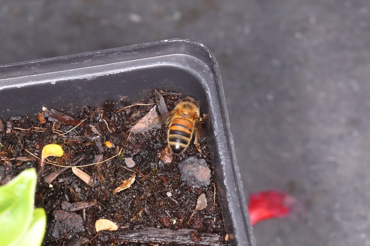 Des Insectes Volants Dans Mon Compost Que Faire !