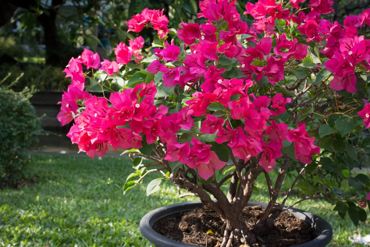 Donnez Un Coup De Pouce À Votre Bougainvillier En Pot Pour Passer L'hiver !