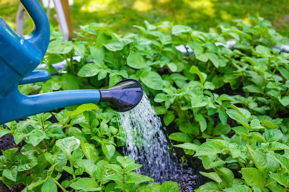 Et Si Vous Arrosiez Vos Plantes Avec Autre Chose Que De L'eau Cette Saison