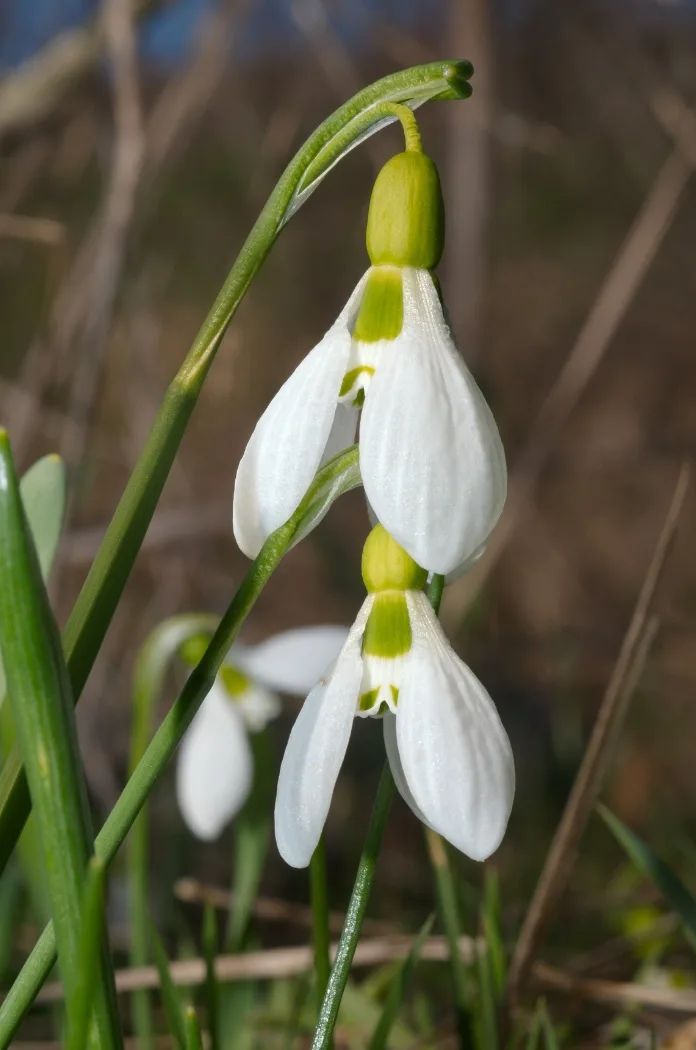 Galanthus