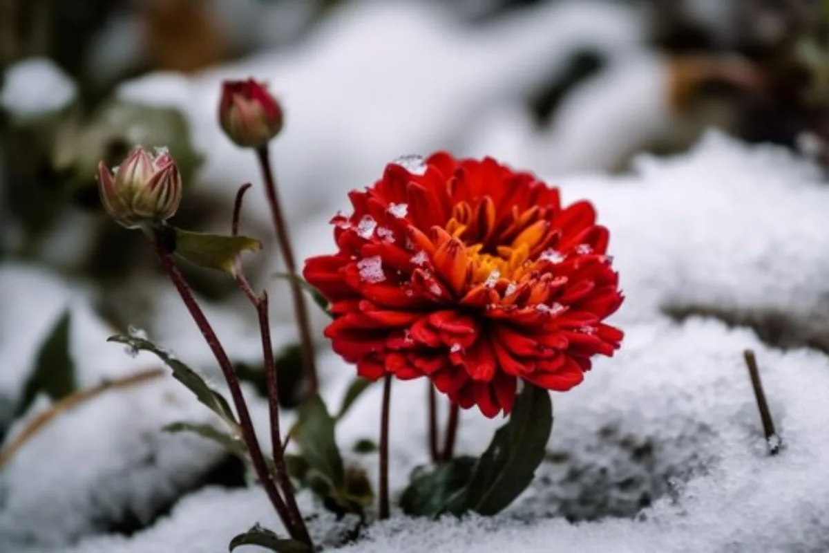 Hiver N'est Pas Synonyme De Morosité Au Jardin ! Découvrez Ces 5 Variétés De Plantes Résistantes Aux Températures Extrêmes