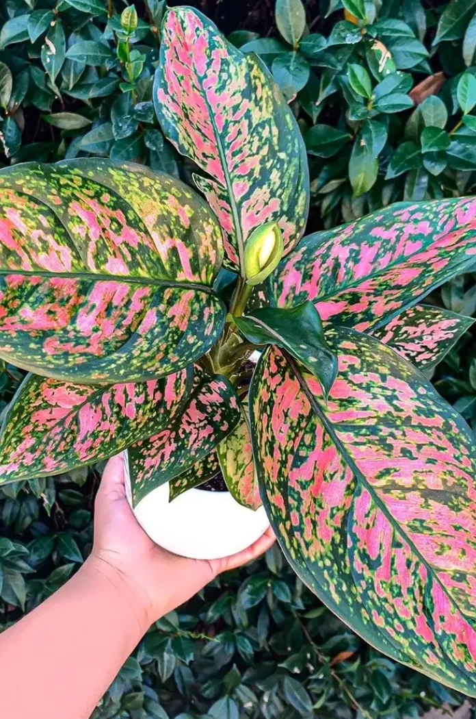 L’aglaonéma ‘pink Dalmatian’