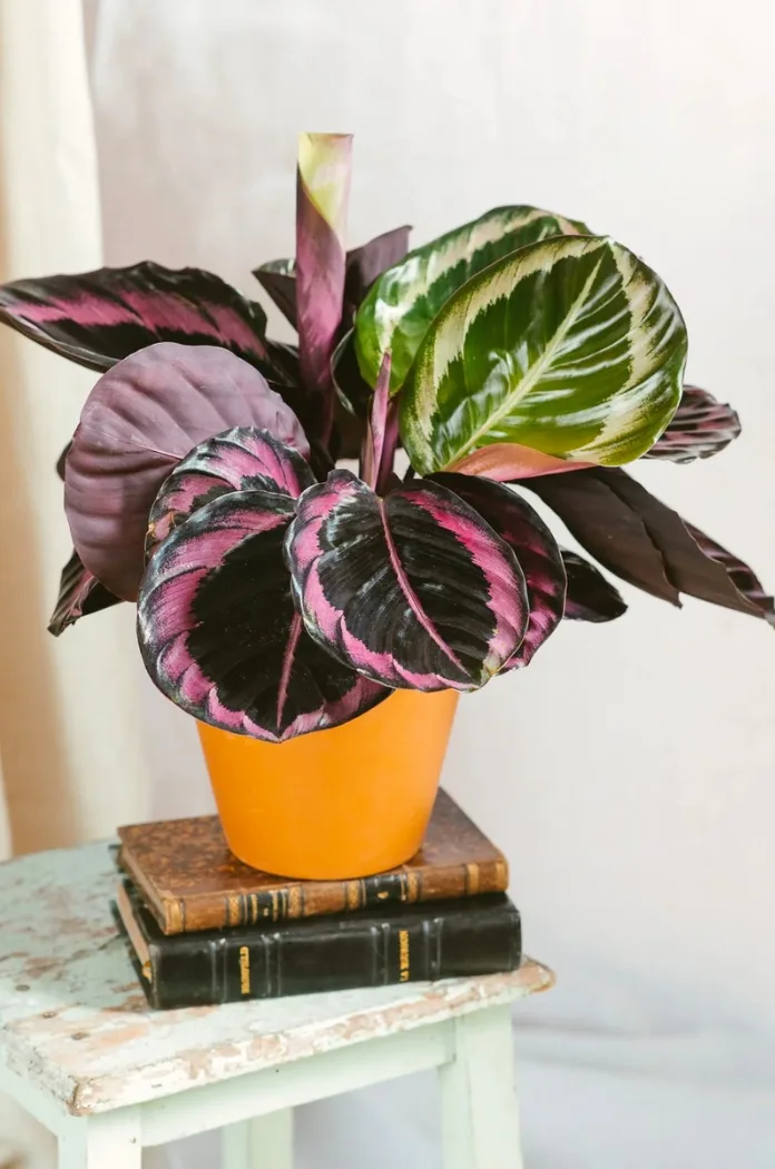 Le Calathea Rose