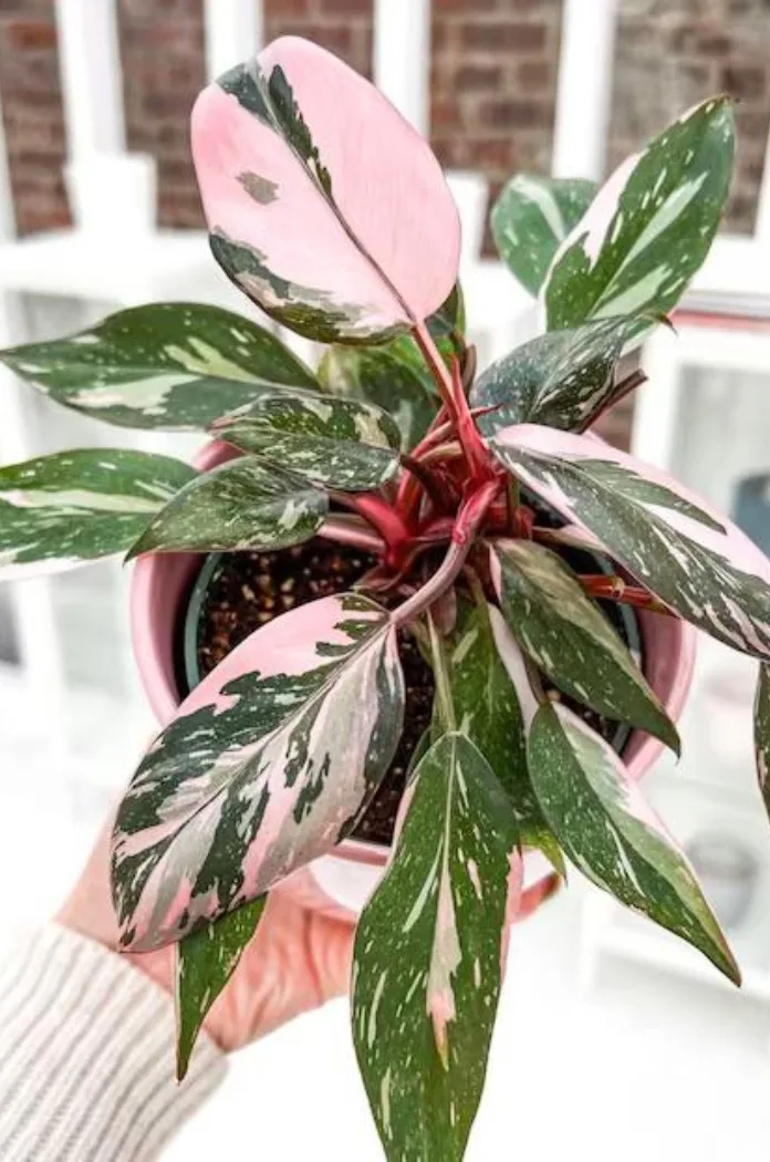 Le Philodendron Pink Princess