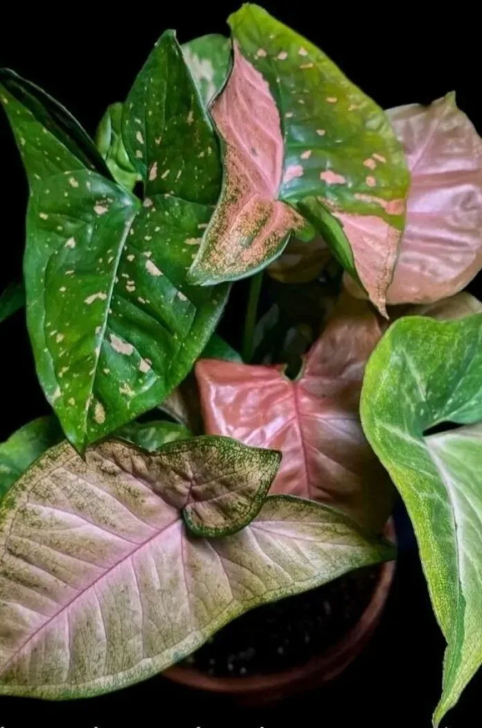 Le Syngonium Podophyllum