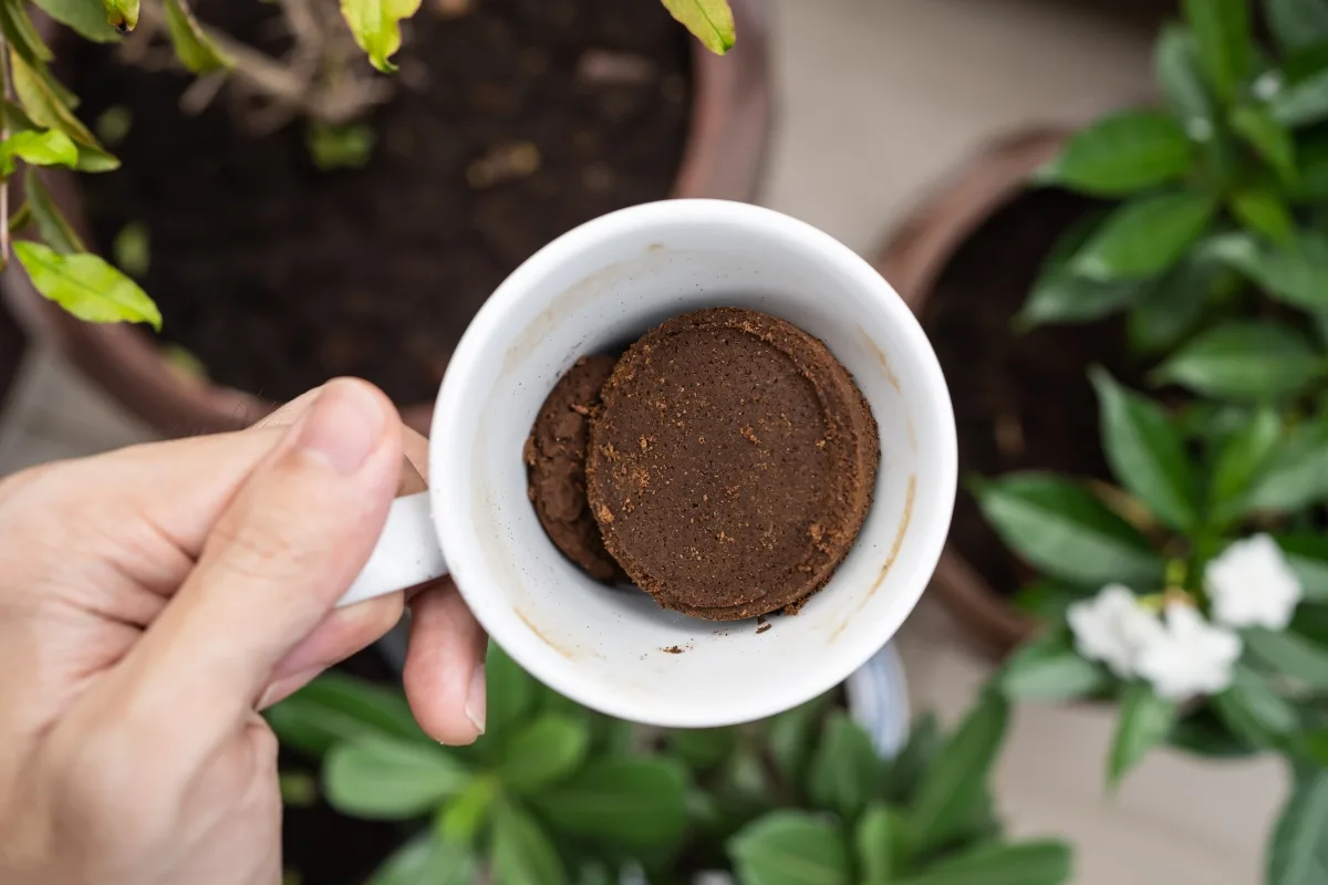 Le Marc De Café La Fontaine De Jouvence De Vos Plantes ! (ou Pas !)