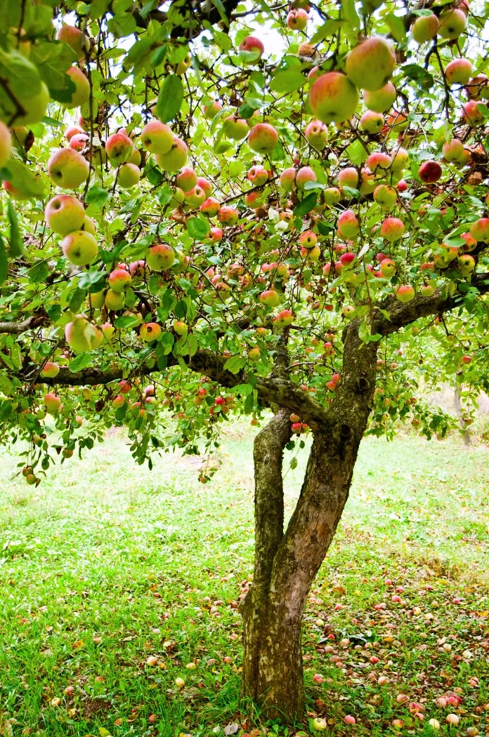 Le Pommier