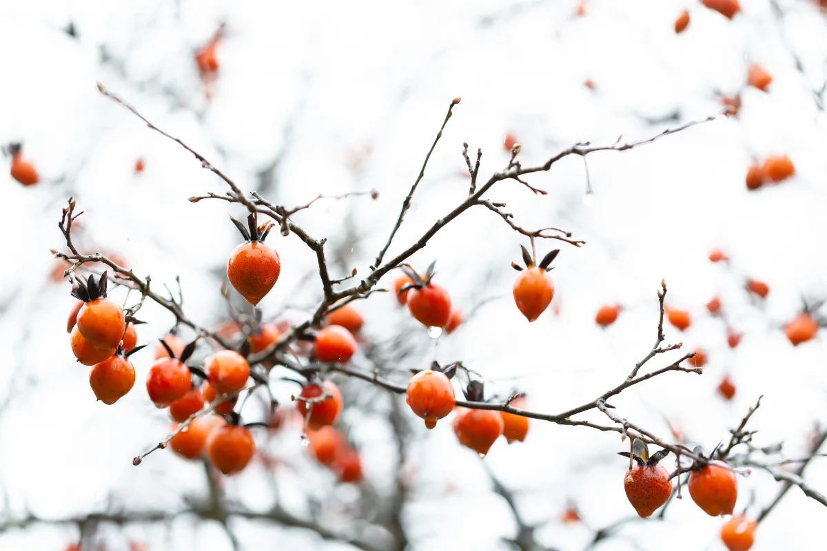 Les 9 Arbres Fruitiers à Planter Dès Maintenant, Pour Les Jardiniers Les Plus Impatients !