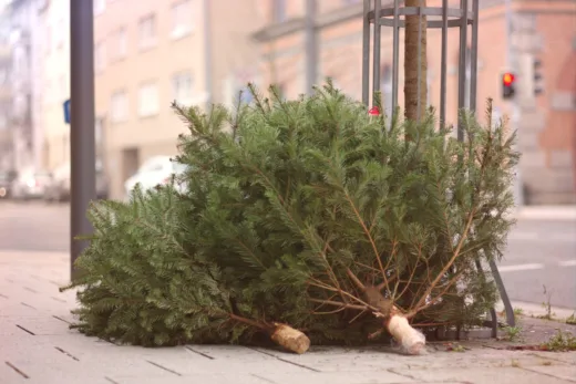 Les Français Décident De Composter Leurs Sapins De Noël Cette Année !