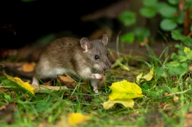 Les Rats Ont élu Domicile Dans Votre Jardin Faites Les Fuir Sans Les Tuer Avec Ces Astuces De Grand Mère