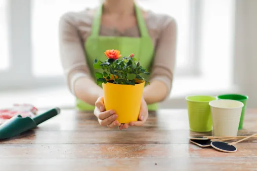 Mini Rosier En Pot Apprenez à En Prendre Soin Pour Embellir Votre Intérieur (ou Extérieur)