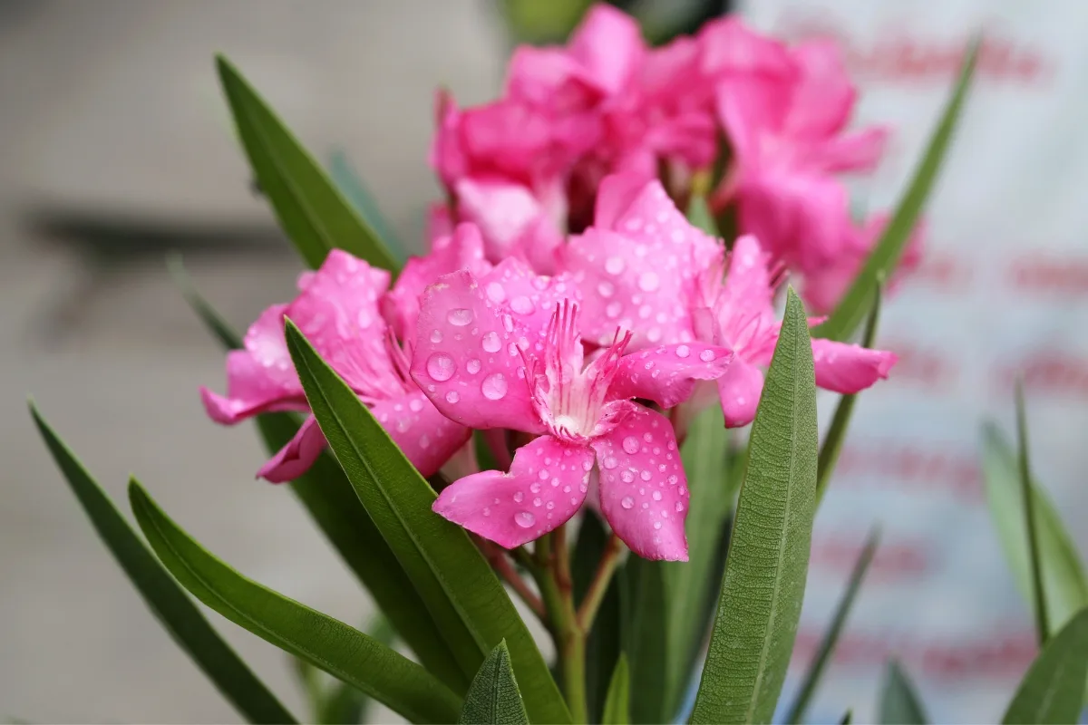 Mon Laurier Rose Souffre Du Froid Et Du Gel De L'hiver ! Que Faire