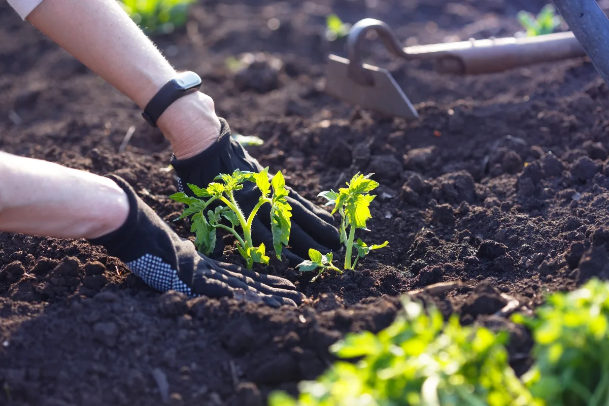 Passez Vite Aux Semis De Tomates Cet Hiver Pour En Profiter Dès La Saison Chaude