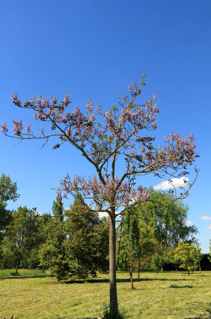 Paulownia Tomentosa