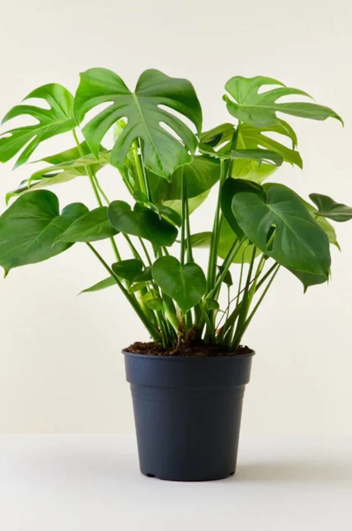 Philodendron