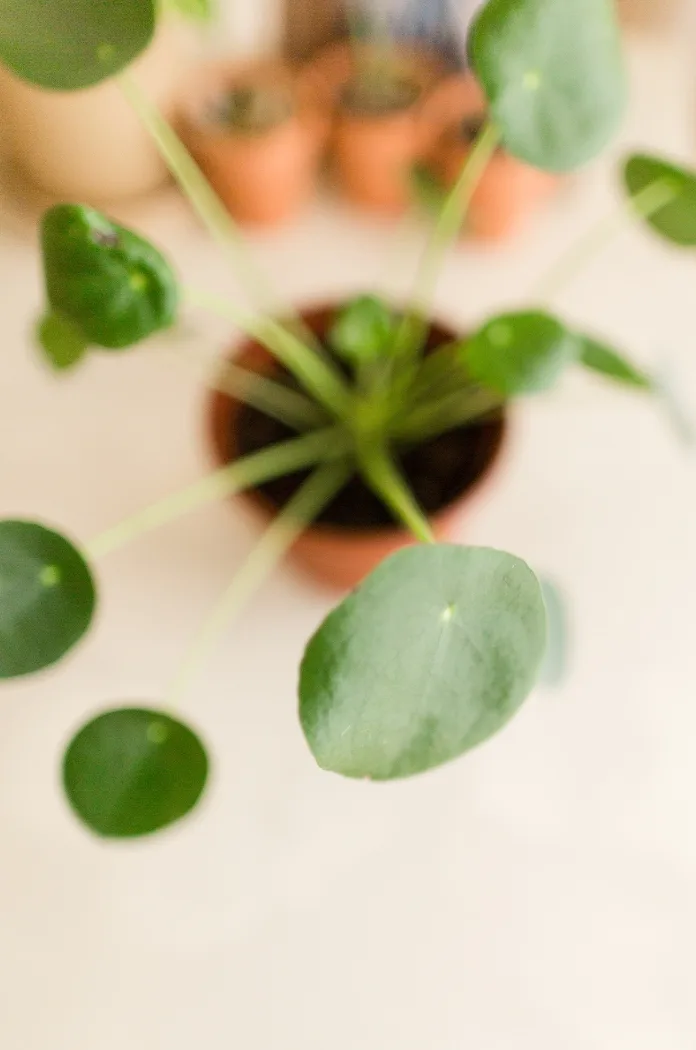 Pilea Poperomioides