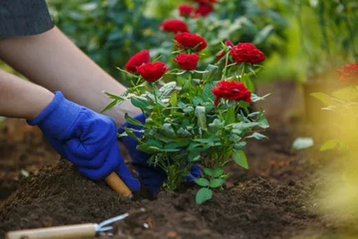 Plantez Vos Rosiers Avant La Fin Janvier, Pour Pouvoir En Profiter Pleinement à L'arrivée Du Printemps !