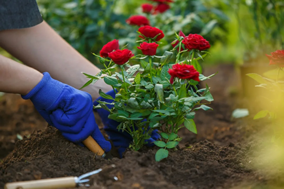 Plantez Vos Rosiers Avant La Fin Janvier, Pour Pouvoir En Profiter Pleinement à L'arrivée Du Printemps !