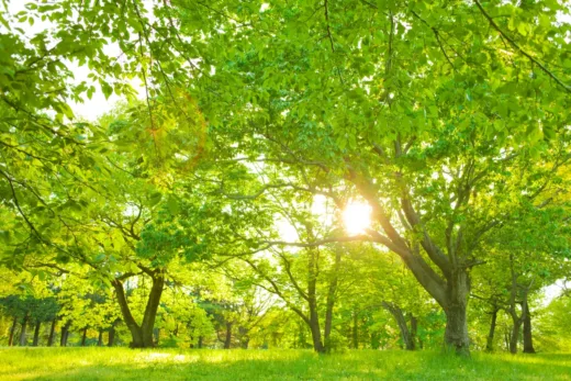 Quels Sont Les Arbres Qui Absorbent Le Plus De Co2