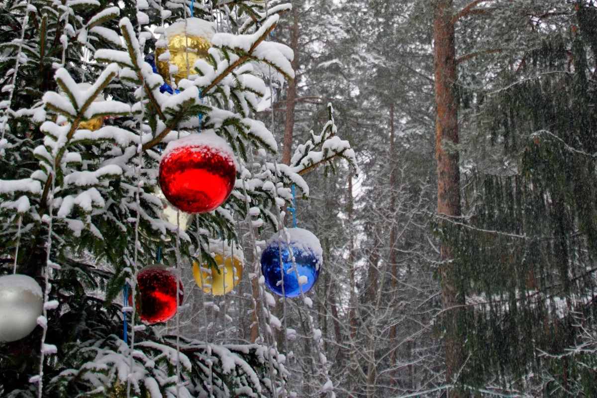 Replanter Votre Sapin De Noël En Forêt Est Ce Vraiment Légal