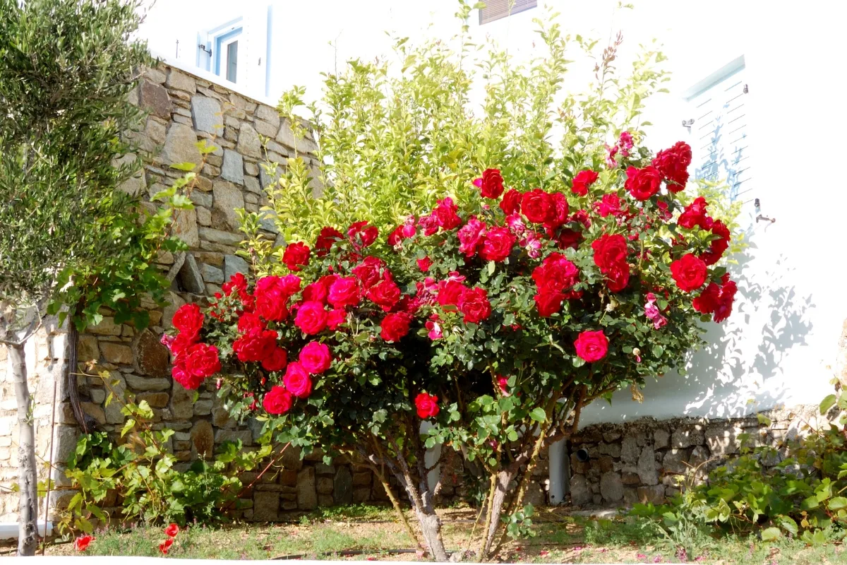 Rosiers, comment réussir leur plantation ?