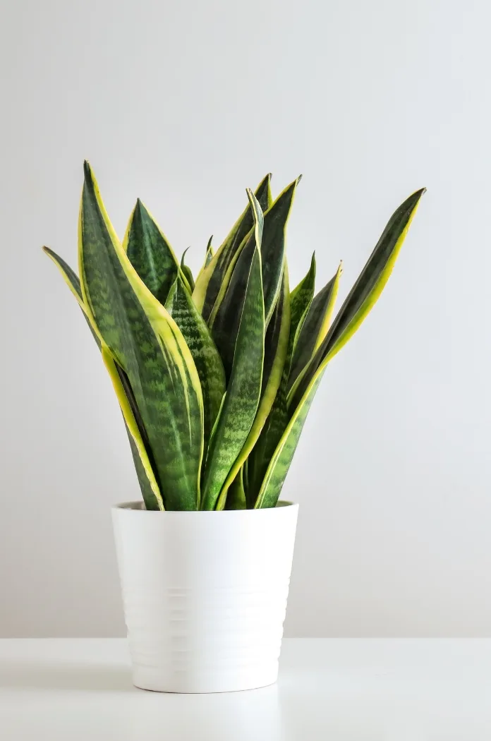 Sansevieria