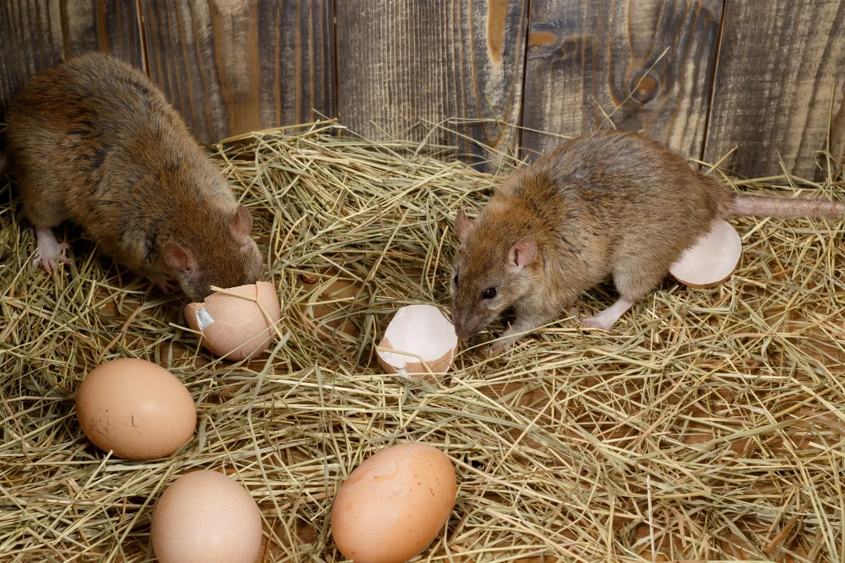 Sauvez Vos Poules ! Découvrez Ces Méthodes Redoutables Pour Chasser Les Rats De Votre Poulailler!