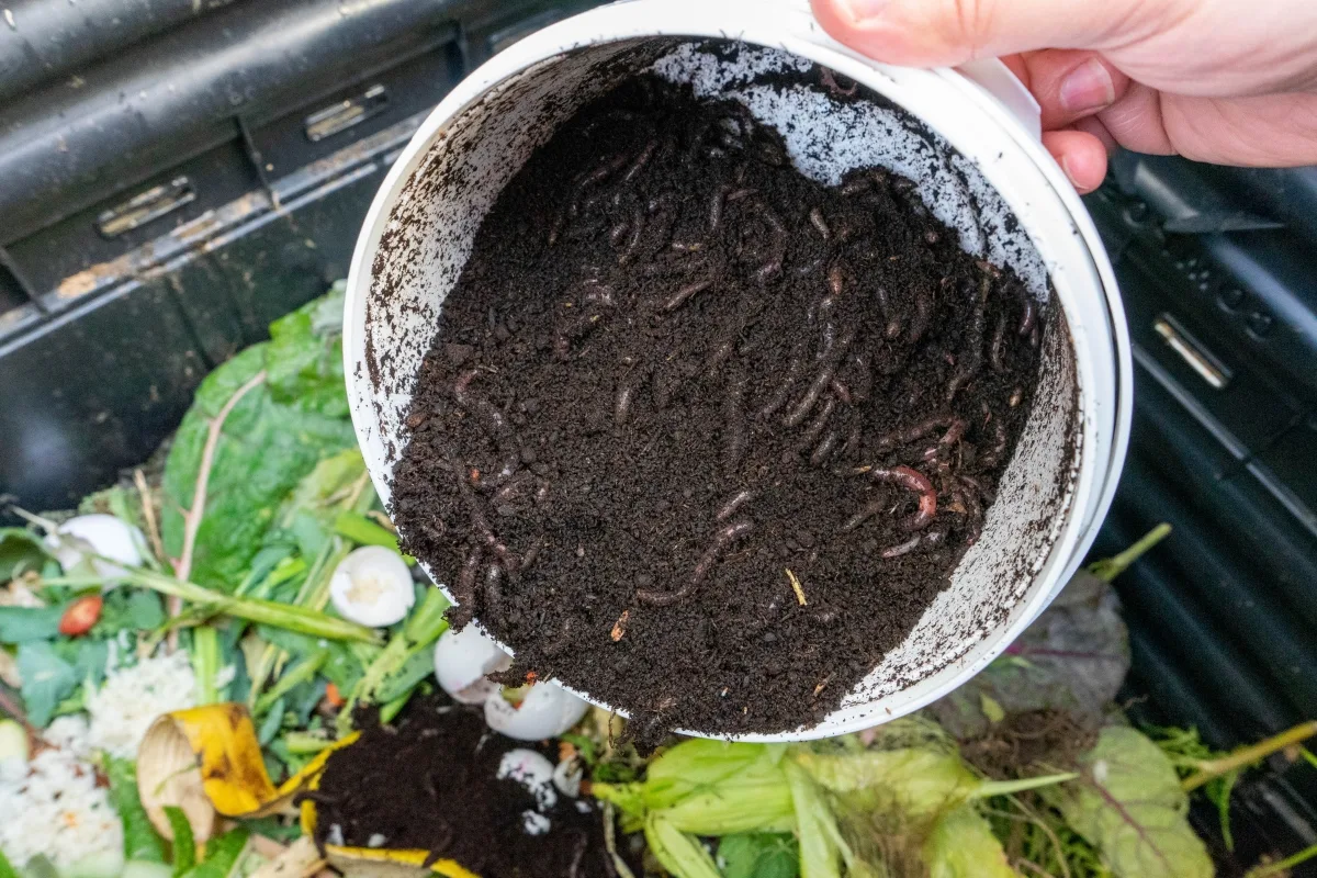 Vers Dans Le Compost Quels Sont Les Types De Vers Et Comment Les éviter