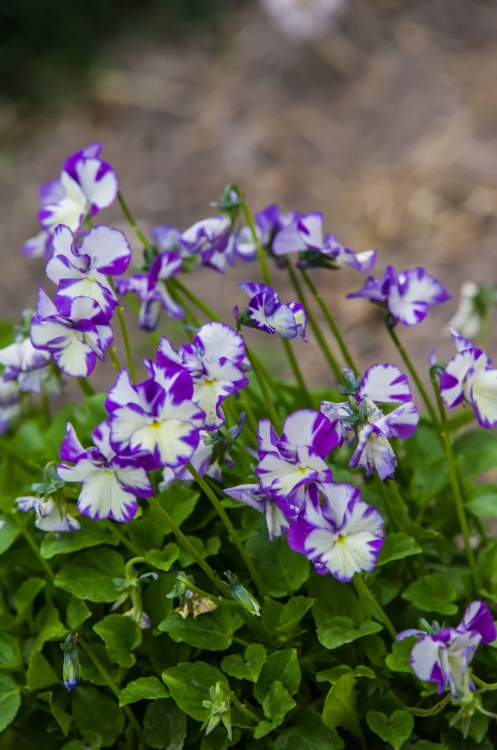 Viola Cornuta 