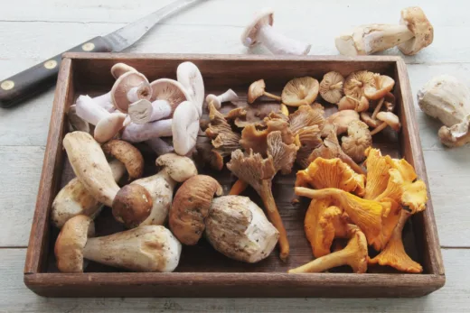 Voici 5 Types De Champignons Que Vous Pouvez Trouver En Hiver Durant Votre Escapade En Forêt !