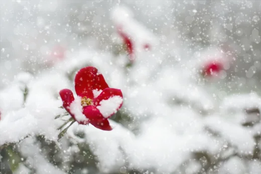 Vos Rosiers Souffrent De Froid ! Offrez Leur L'attention Qu'ils Méritent Cet Hiver Pour Une Belle Floraison