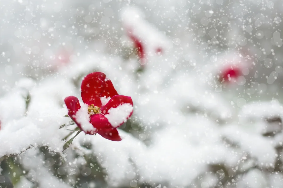 Vos Rosiers Souffrent De Froid ! Offrez Leur L'attention Qu'ils Méritent Cet Hiver Pour Une Belle Floraison