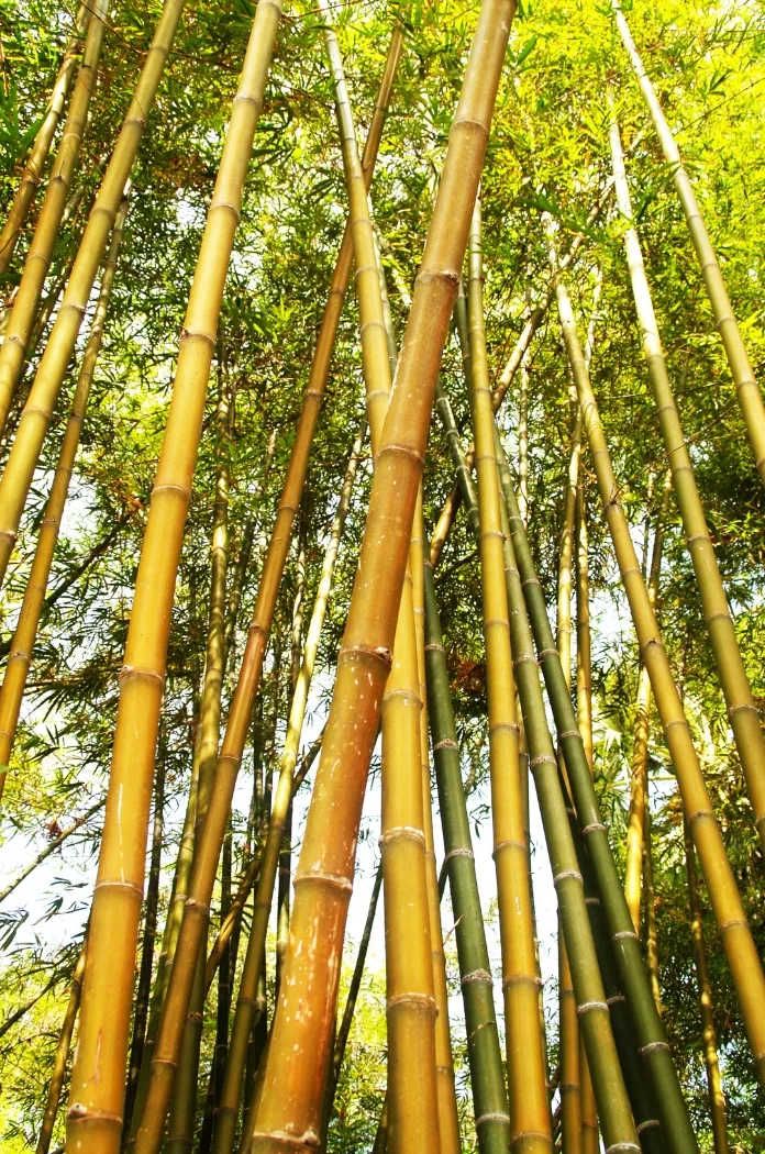 Arbre Bambou
