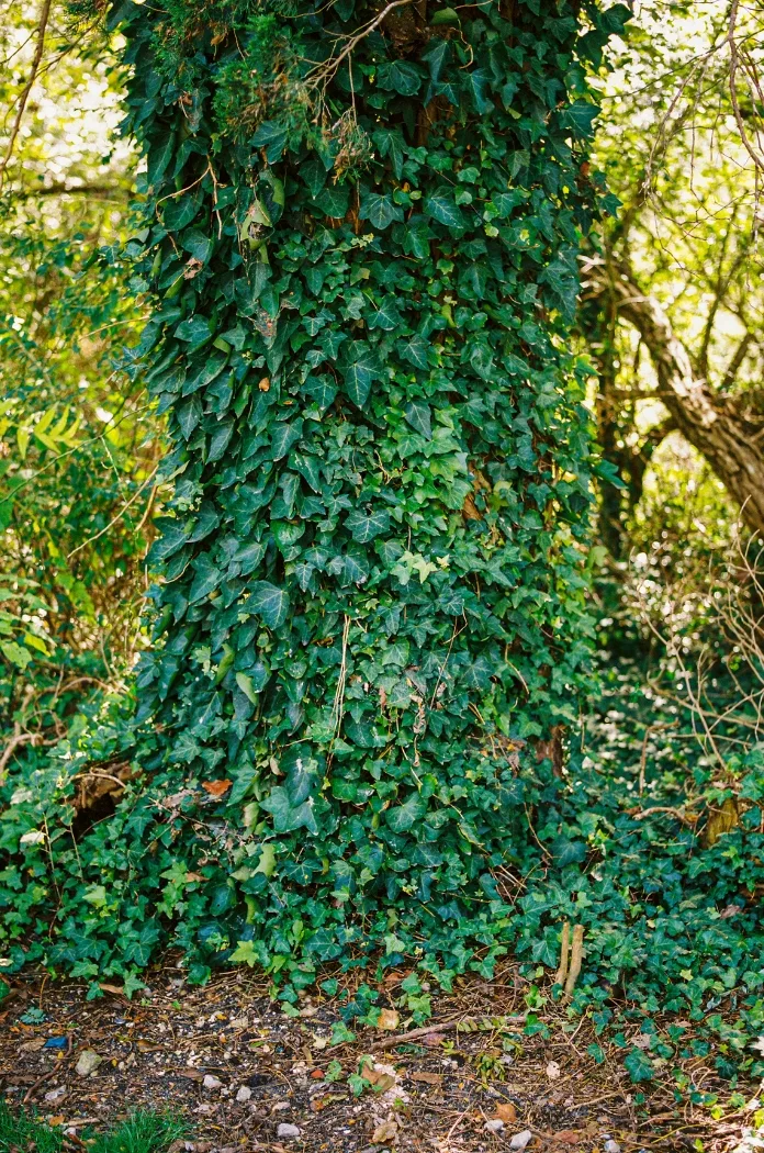 Arbre Lierre