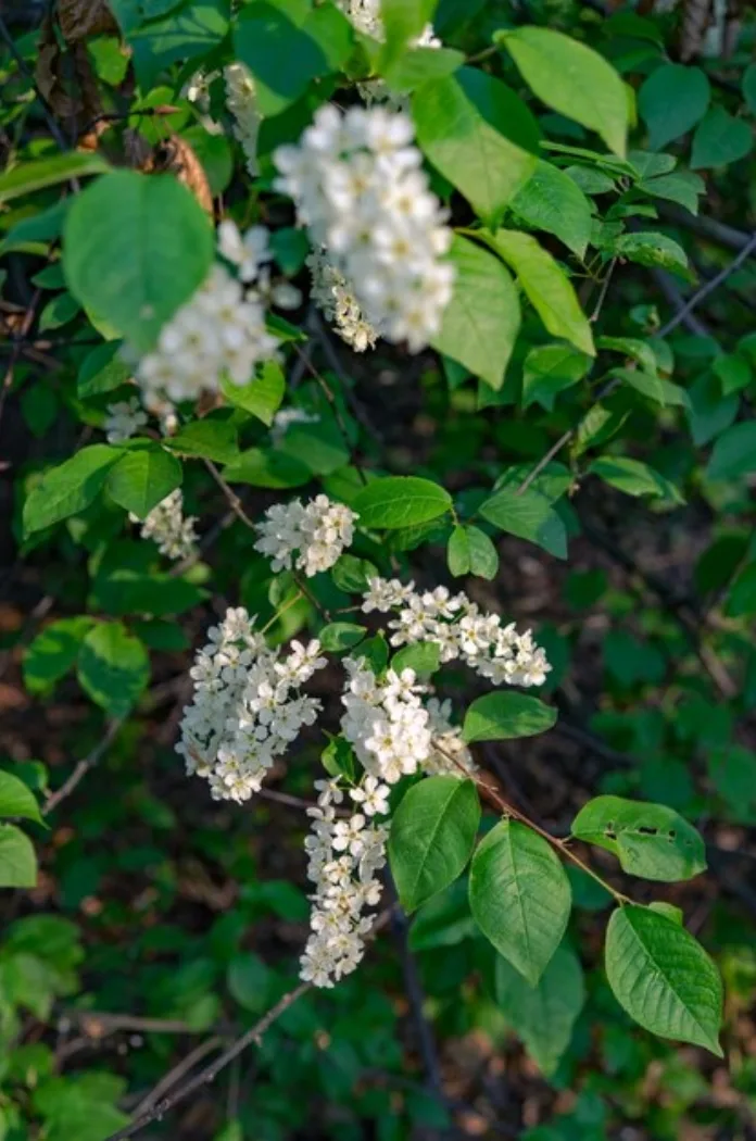 Arbuste Mahonia